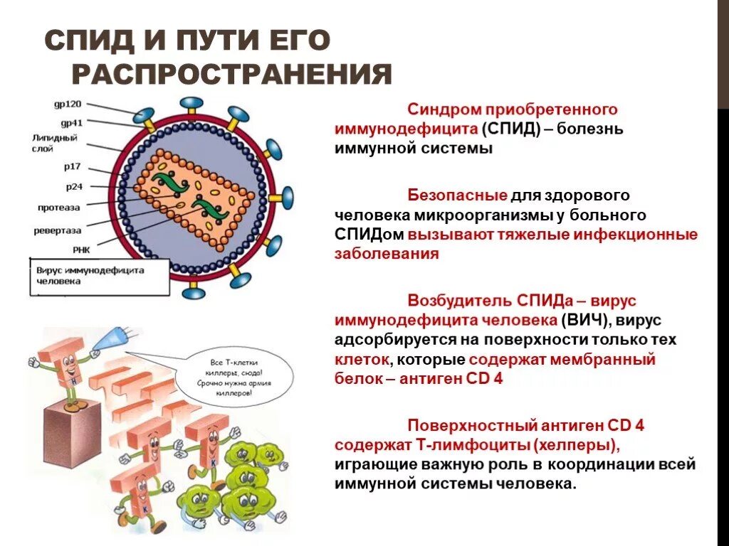 Вирус ВИЧ вызывает синдром приобретённого иммунного дефицита. Вирус ВИЧ вызывает синдром приобретённого иммунного. Синдром приобретенного иммунодефицита человека иммунология. Возбудитель, вызывающий синдром приобретенного иммунодефицита. Работа иммунодефицита