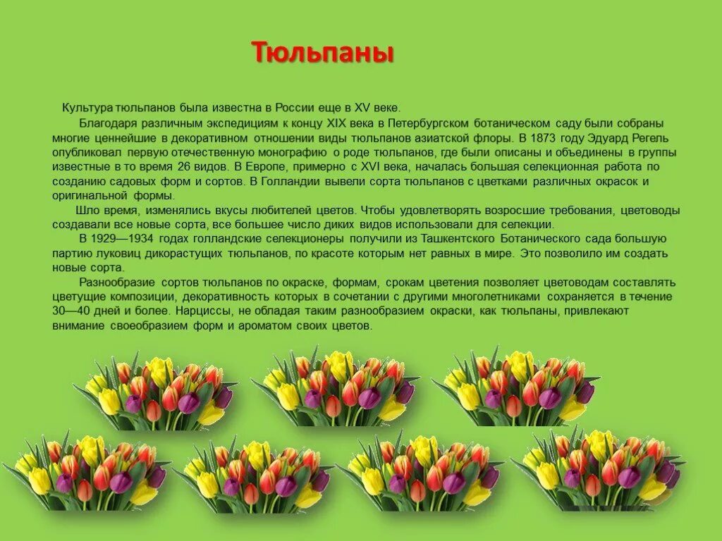Тюльпан текс. Описание тюльпана. Тюльпан краткое описание. Описание цветка тюльпана. Тюльпан описание для детей.