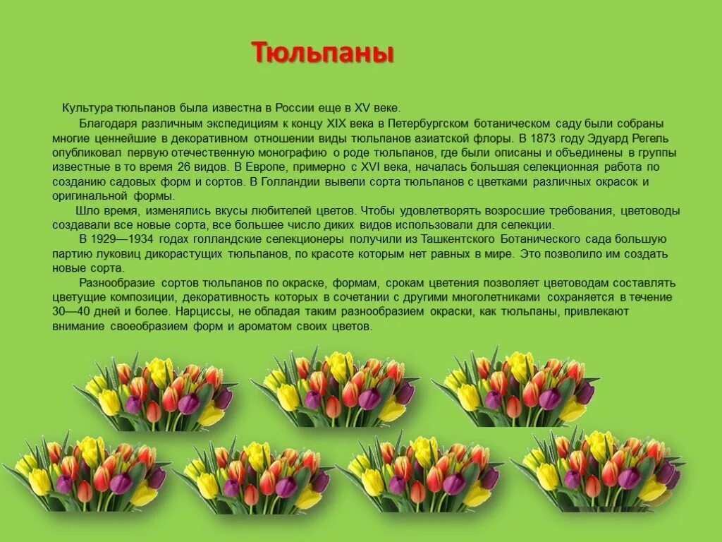 Сообщение о тюльпане 4 класс. Сообщение о растении тюльпан. рассказ о цветке тюльпан. сообщение о тюльпане. описание цветка тюльпана.