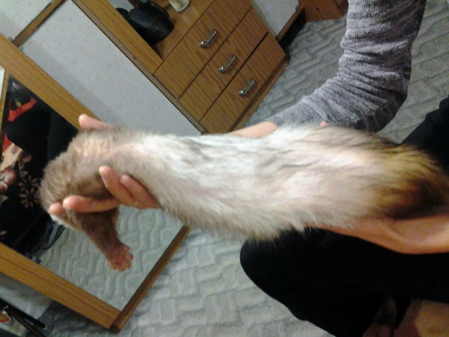 Босерон лапы. Шерсть на задних лапах. Собака с хвостиком. Шерсть на задних лапах. У кота на задних лапах залысины.