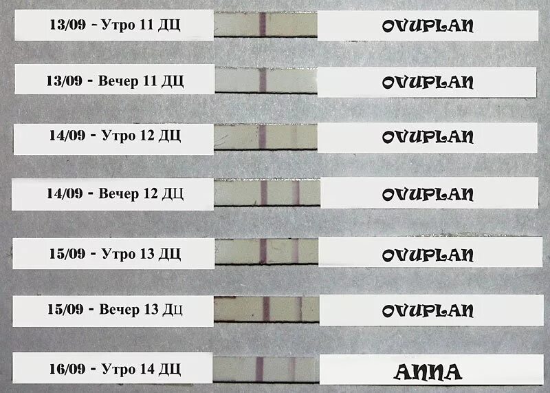 Тест на беременность утром. Тесты на беременность утро вечер. Тест утром и вечером. Тест на беременность вечером. Когда делать тест на беременность утром вечером