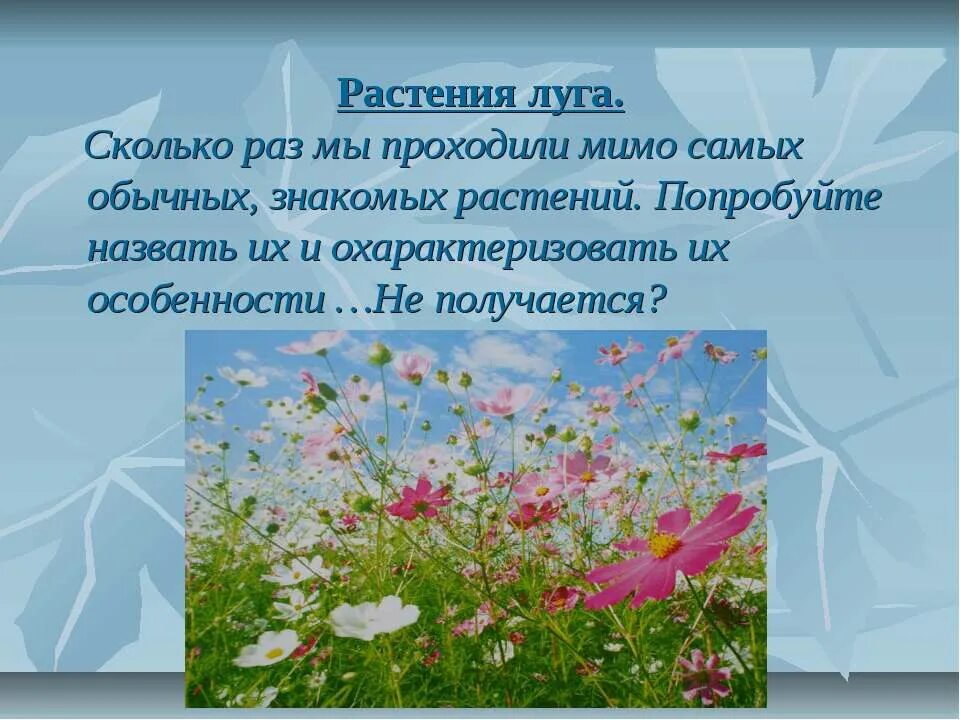 описать растение родного края. рассказ о красоте растений родного края. рассказ о красоте цветов родного края. рассказ о красоте растений родного края. слайды о красоте родного края.