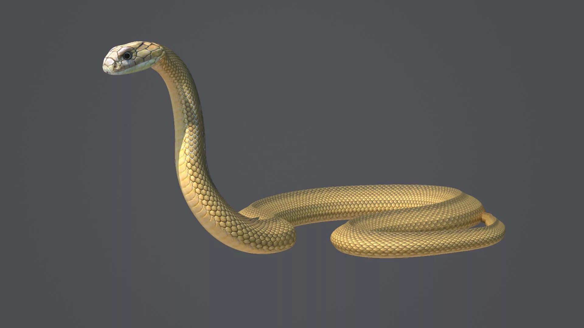 Cobra 3d. Cobra 3d model. Змейка 3d (Snake 3d). Змея сбоку. 3d модель змеи.