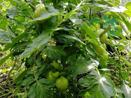 Лучшие низкорослые томаты для подмосковья