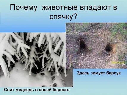 Белые медведи ложатся в спячку