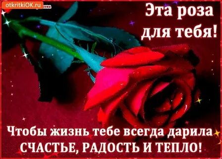 Что за розы ты же это