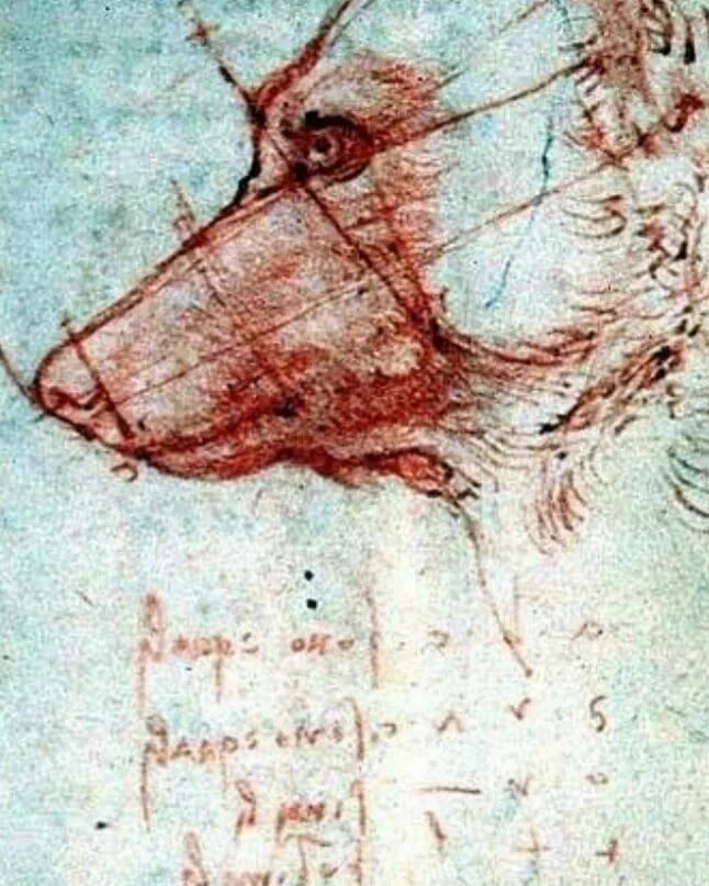 Леонардо да винчи анималистика. Леонардо да винчи зарисовки животных. Голова медведя леонардо да винчи. Леонардо да винчи наброски животных. Да винчи животные.