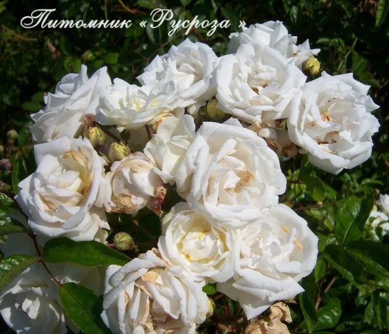 Розы неукрывные купить. Blanc Double de Coubert (Блан дубль де Кубер).