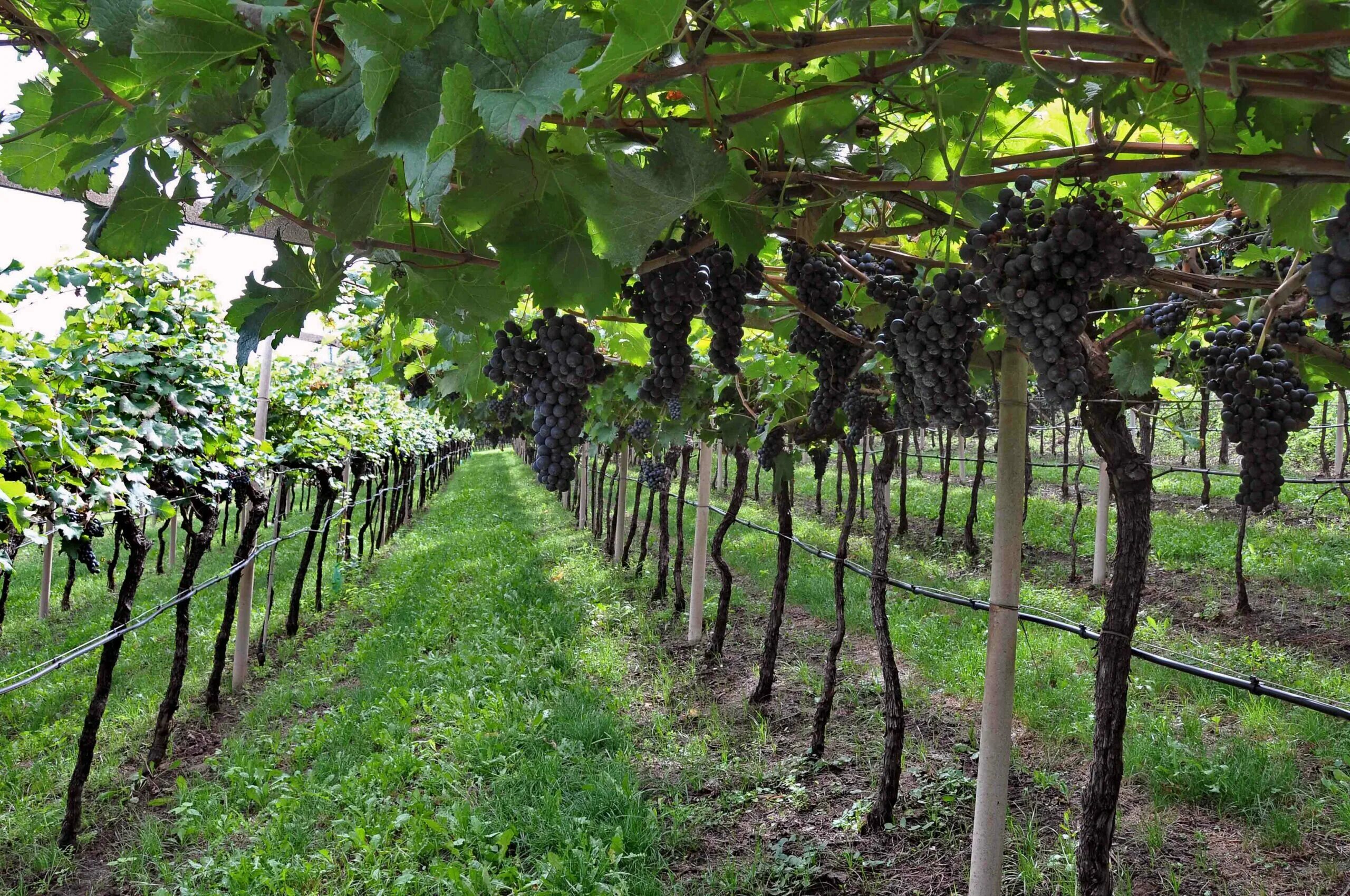 Abba Vineyard turns sunlight into Syrah perfection Grape tree, Syrah, Wine count