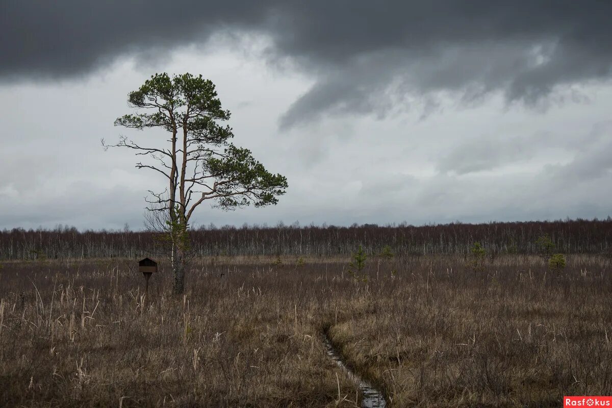 болота ивана сусанина