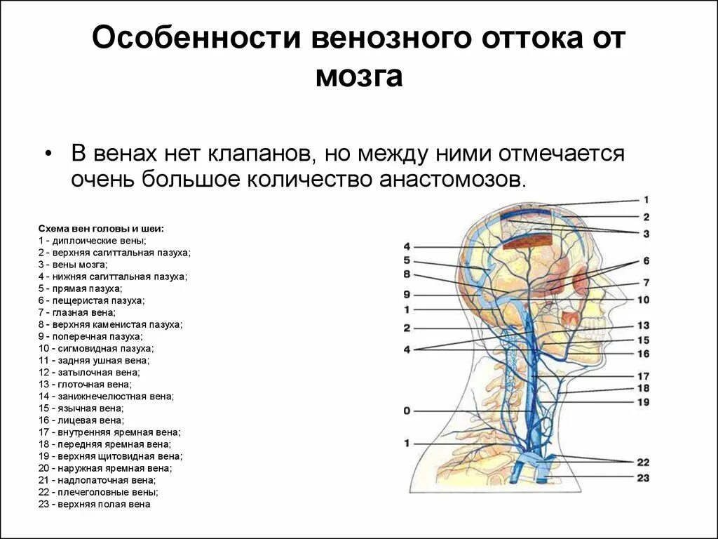 Отток головного мозга. Схема оттока венозной крови головы. Приток и отток крови в головной мозг схема. Венозный отток головного мозга схема. Анатомия вен шеи и головы схема.