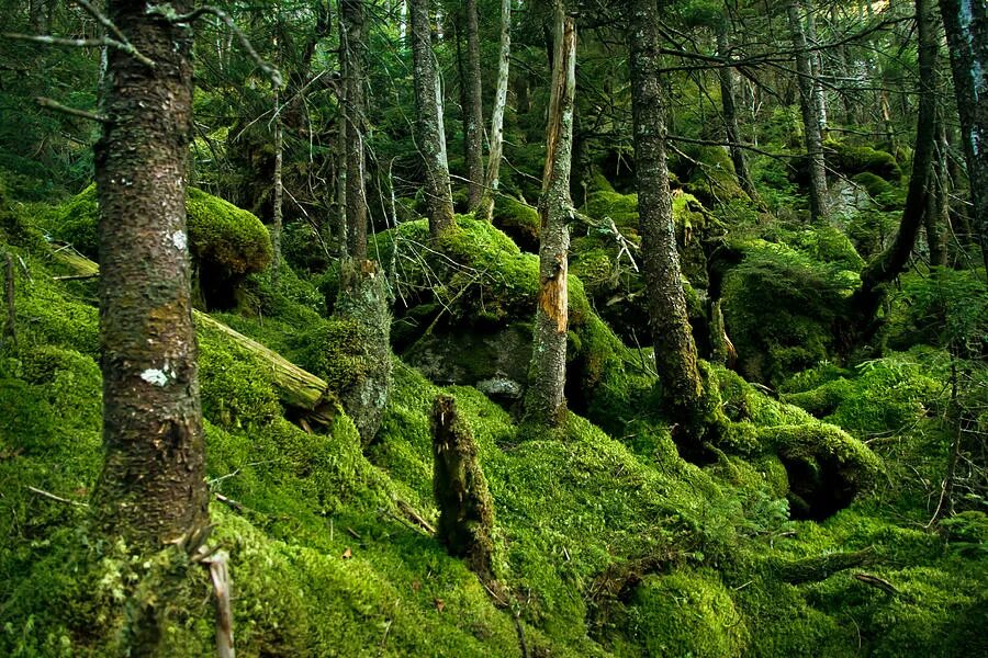 Горы поросшие лесом. Кунашир замшелый лес. Мшистые болота Румыния. Моховое болото Румыния. Болотистые леса Румыния.