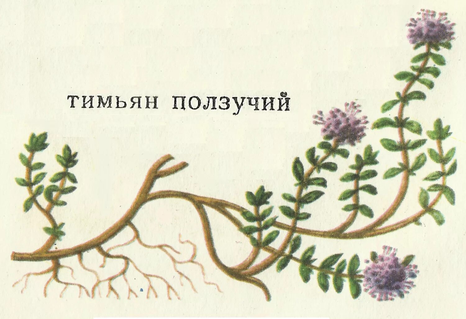 Стебли стелются. Побеги столоны. Типы стеблей. Стелющиеся стебли примеры. Живучка ползучая столоны.