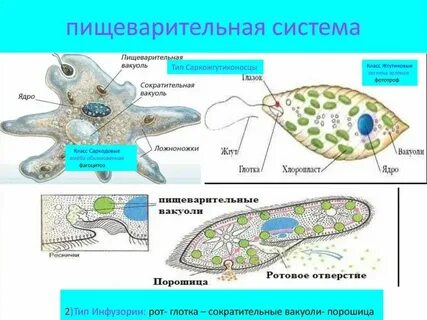Пищеварительные вакуоли систематические группы животных