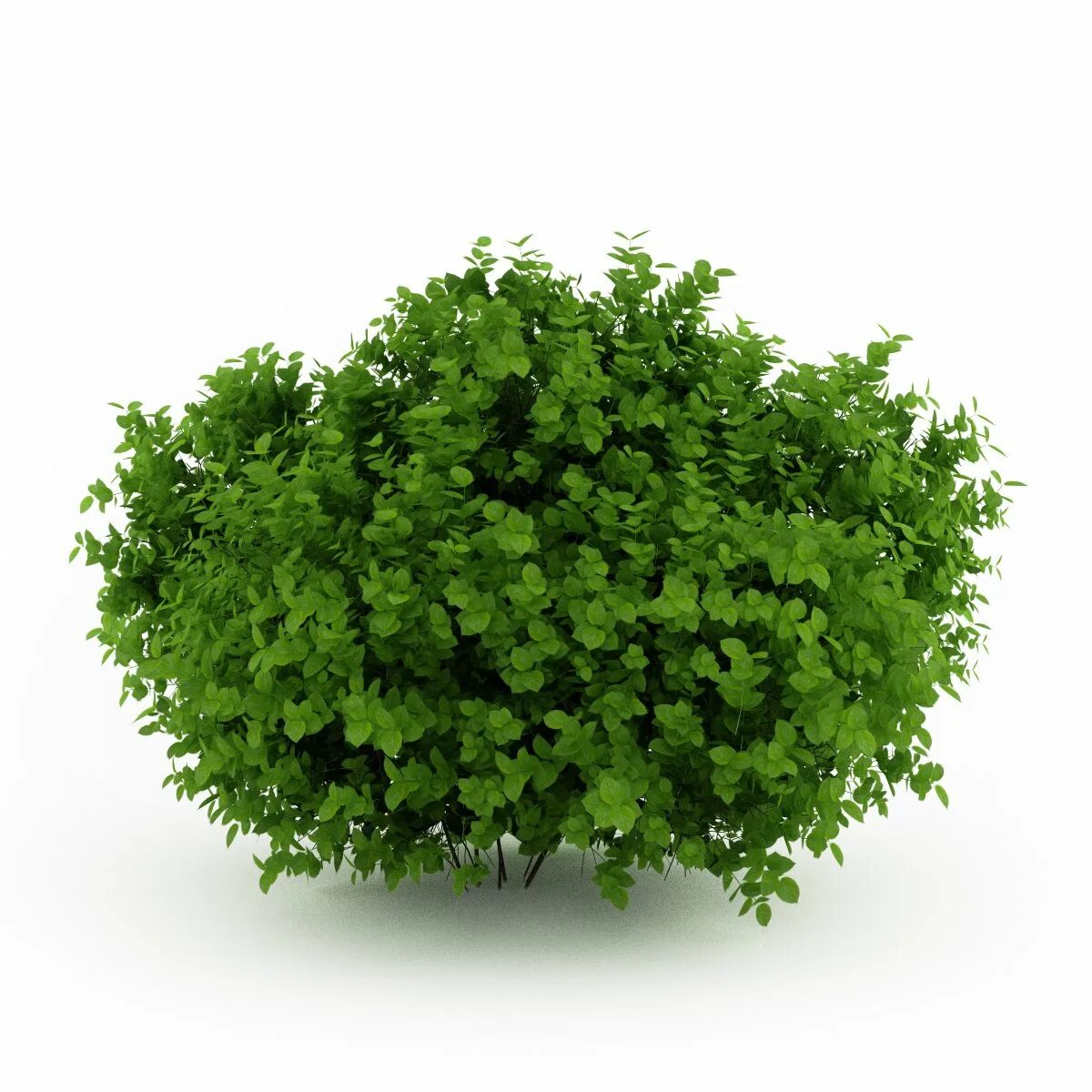 Plant 3 forms. Bush 3d. Зеленый куст. Куст на прозрачном фоне. Куст без фона.