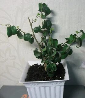 Фикус барок