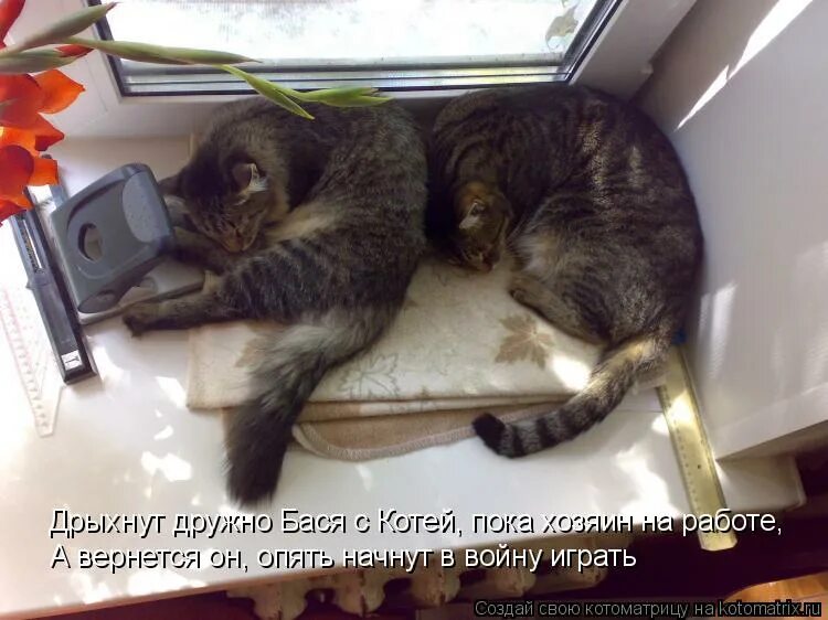 котик провожает хозяина. приколы. когда хозяин на работе. я отомщу. пока хозяин на работе.