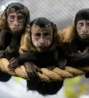 Monkeys partners