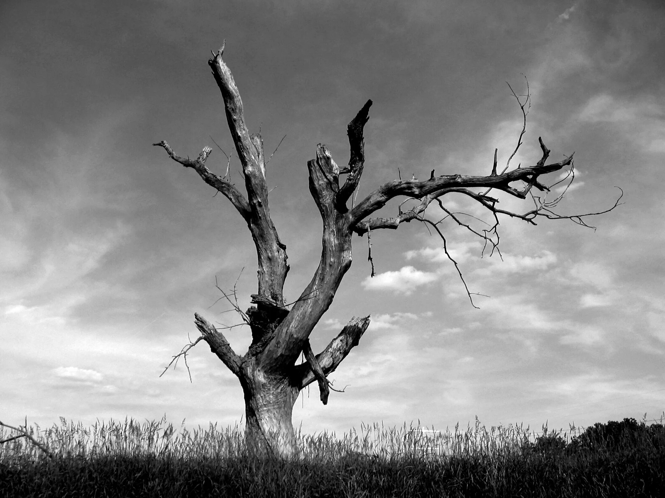 Scary tree