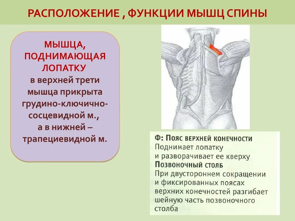 Назовите функции мышц