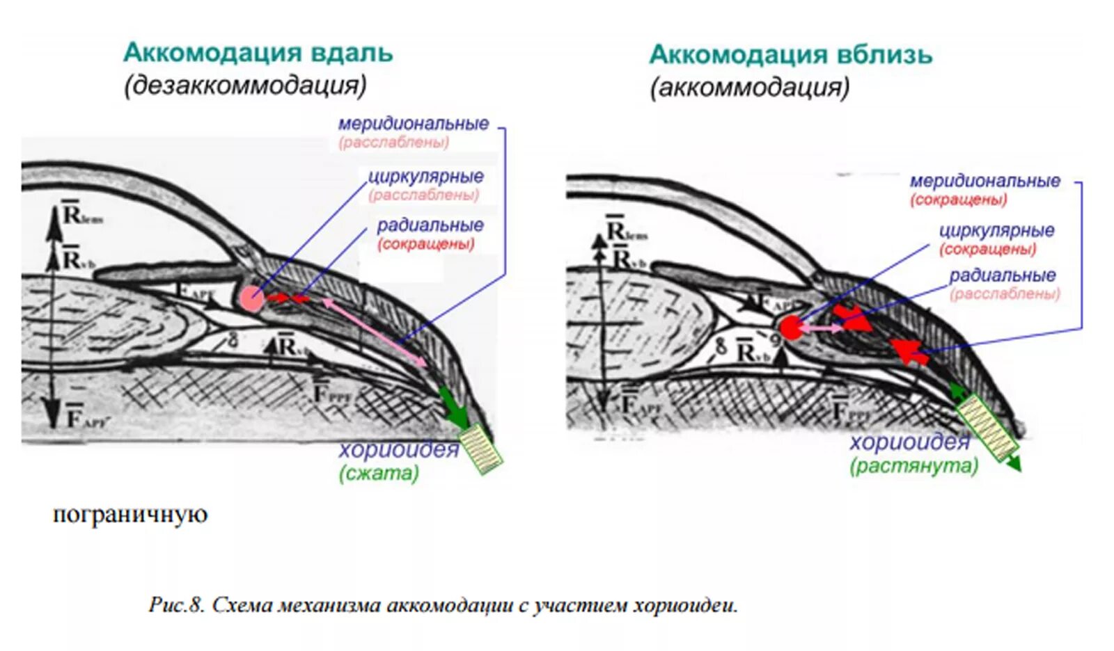 Мышца хрусталика цилиарная мышца
