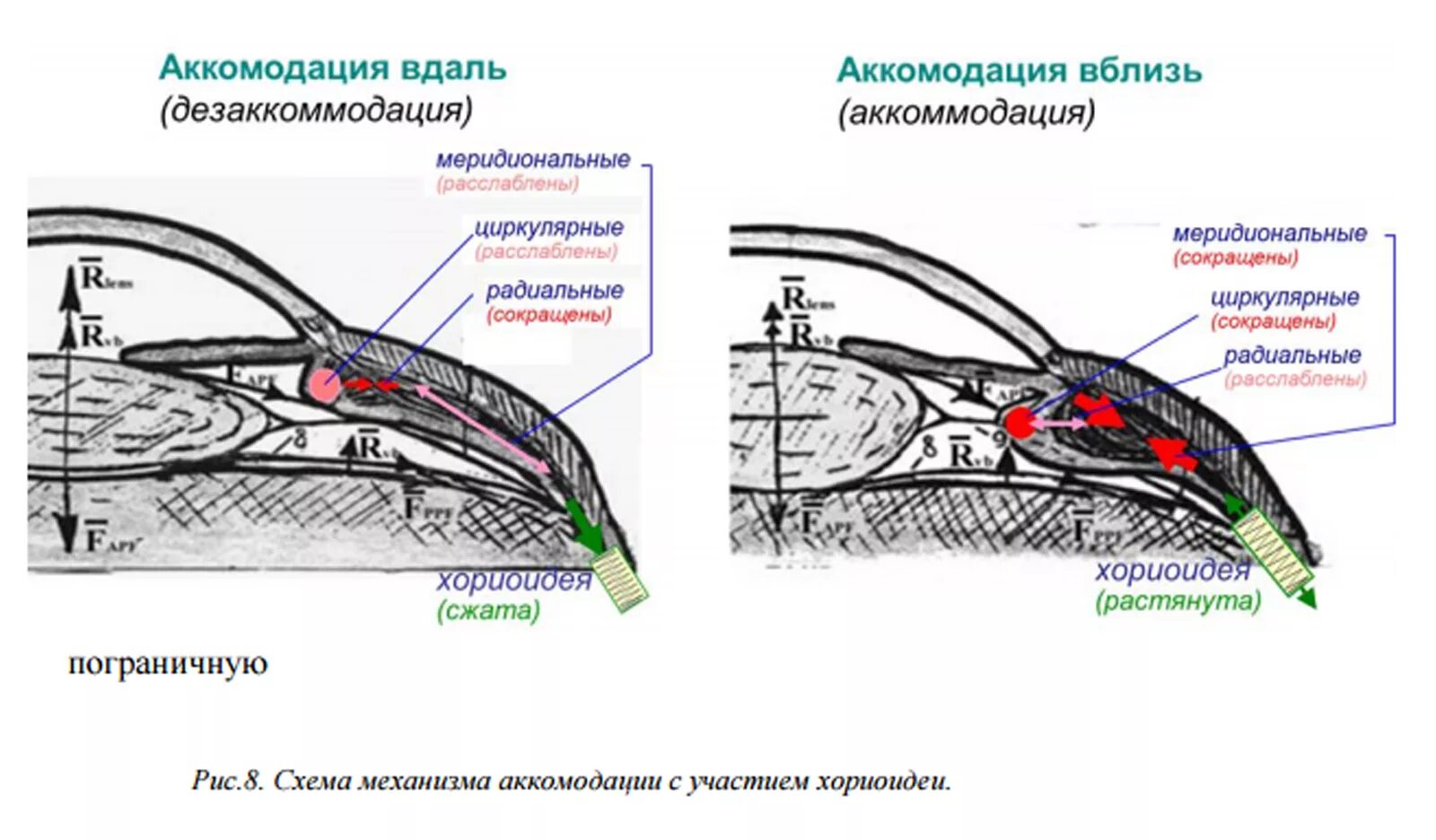 Мышцы аккомодации. Меридиональные волокна ресничной мышцы. Механизм аккомодации схема. Радиальные волокна цилиарной мышцы. Сокращение цилиарной мышцы.