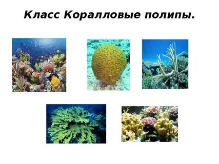 Представители коралловых полипов