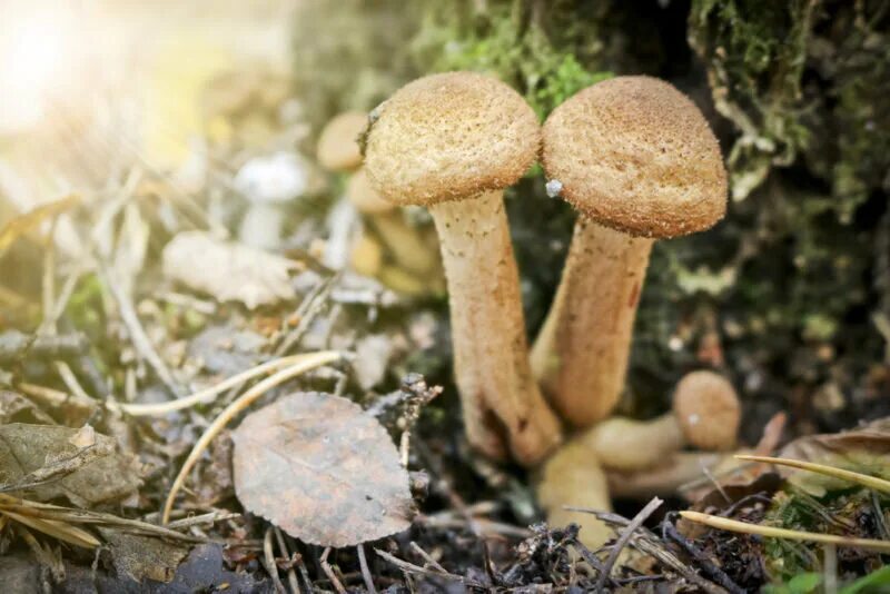 Грибы которые можно употреблять в пищу. Медовые грибы armillaria mellea. опята шляпка. опята съедобный шляпка. опята садовые.