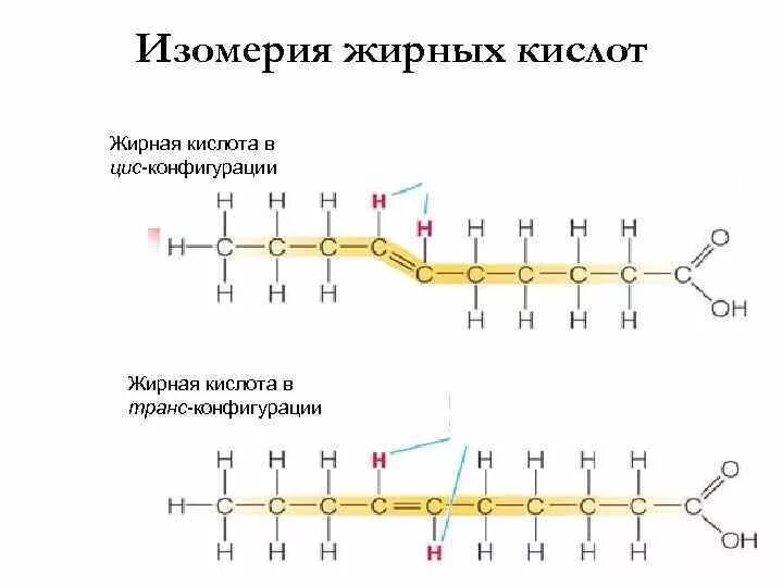 Конфигурация ненасыщенных жирных кислот. Ненасыщенные жирные кислоты цис изомеры. Цис транс изомерия жирных кислот. Цис конформация жирных кислот. Изомерия жиров