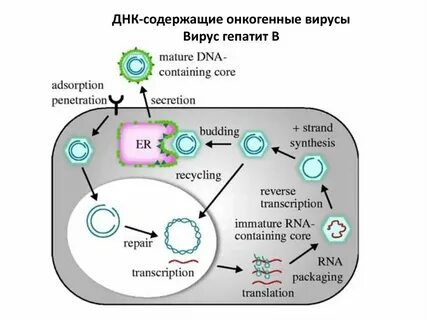 Строение днк и рнк вируса