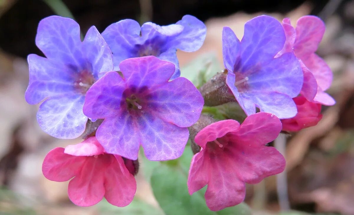 Медуница. Медуница Пульмонария. Медуница растение. Медуница неясная (Pulmonaria Obscura). Как выглядит цветок медуница