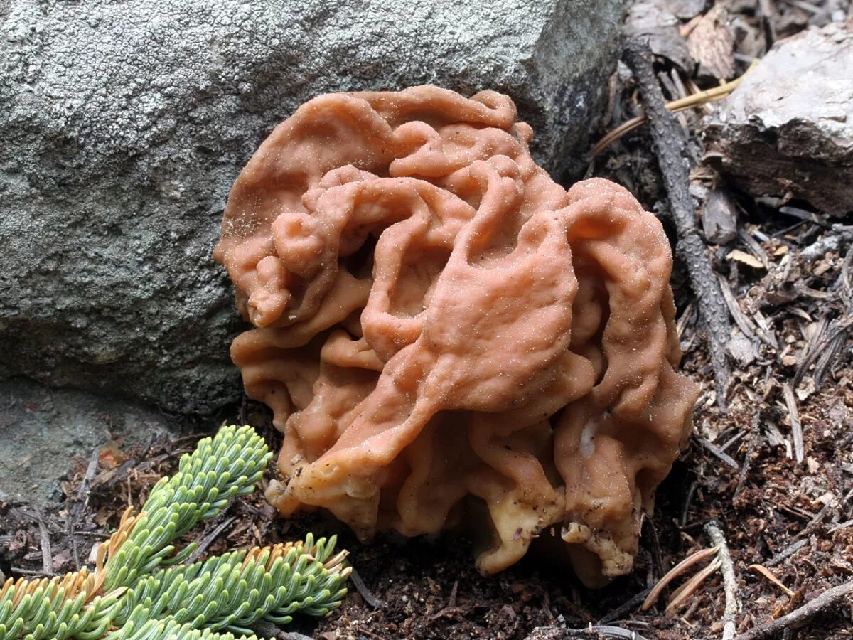 Сморчок гигантский. Строчок гигантский — Gyromitra Gigas.. Гриб строчок обыкновенный съедобный. Строчок обыкновенный ядовитый.