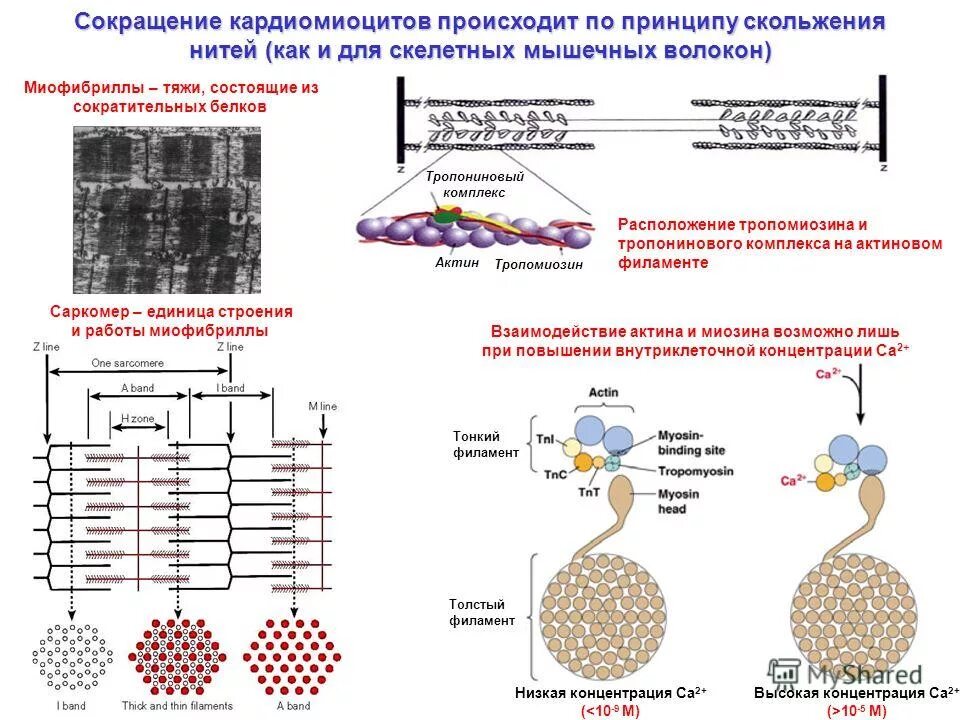 миофибриллы кардиомиоцитов