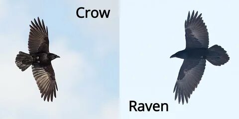 Crow сайт