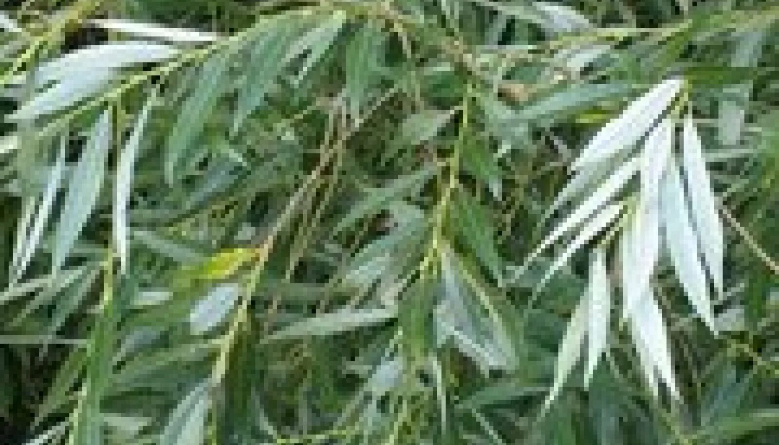Ива белая (ветла) salix alba. Ива белая (ветла) salix alba. Ветла сканворд 7. Ива белая (ветла) salix alba. Ива белая дерево.