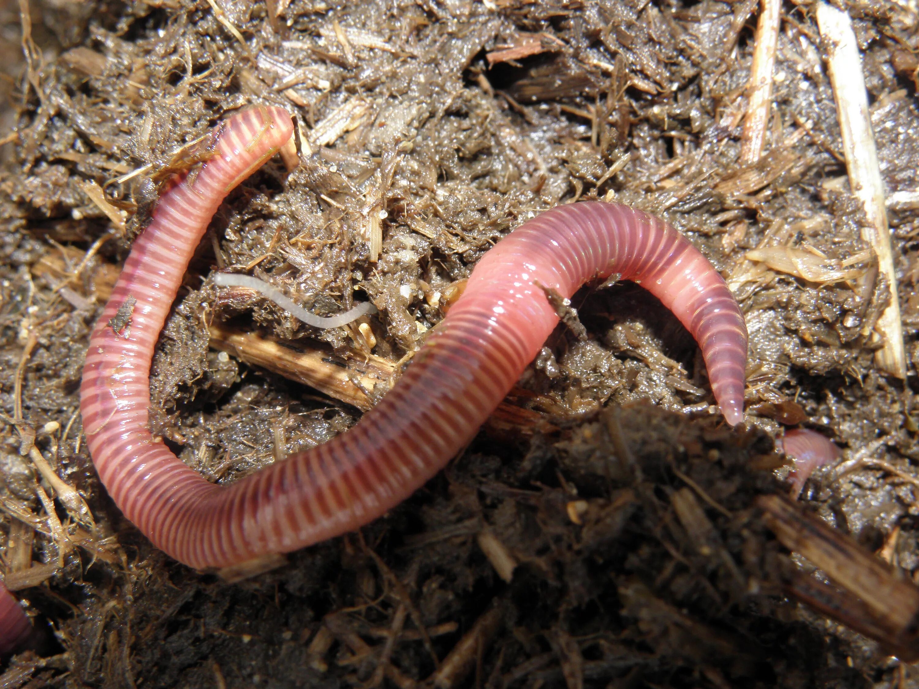 Части дождевого червя. Малошетниковфй крльчатые черви. Малощетинковые кольчатые черви. Кольчатые черви черви.