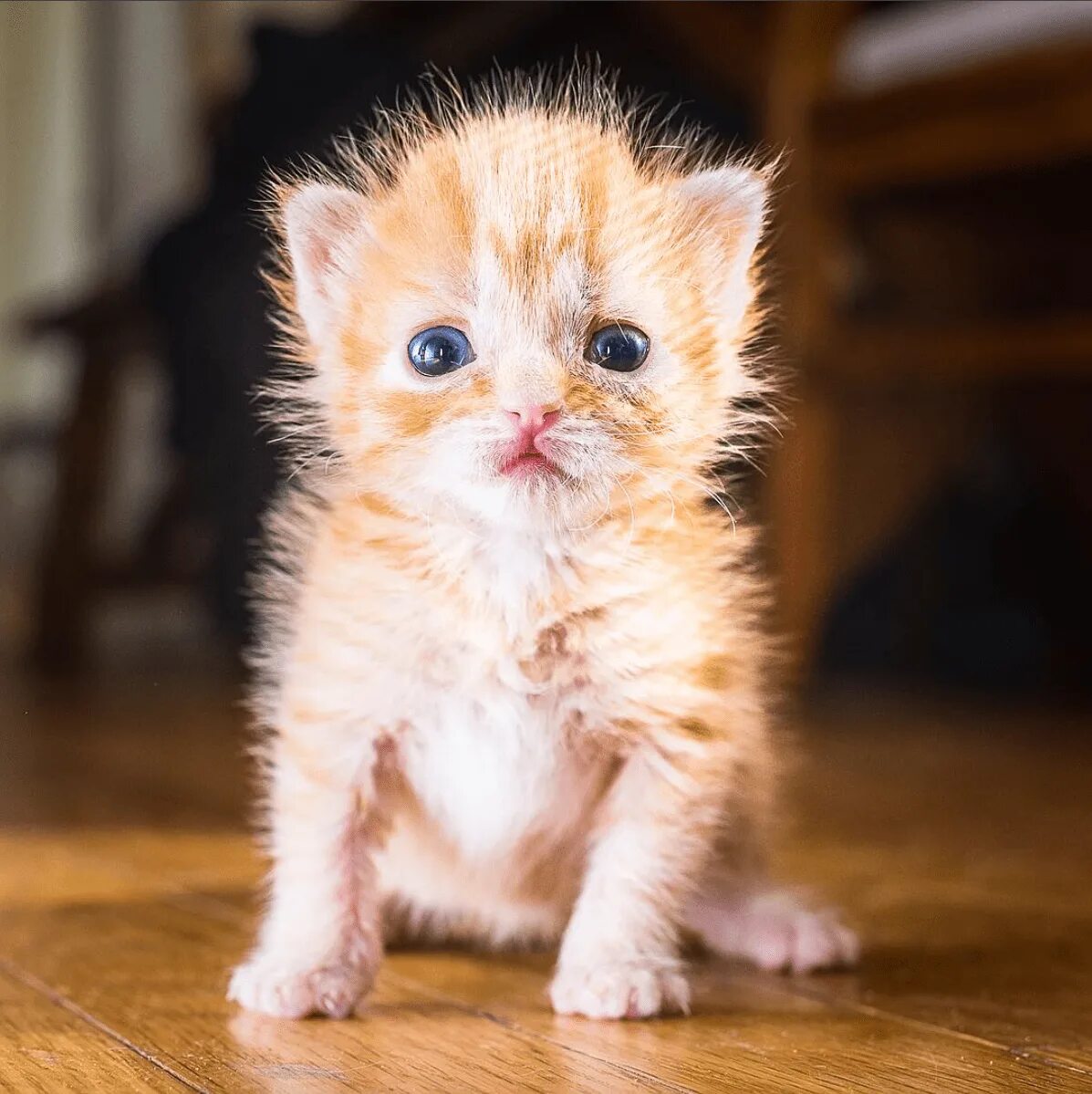 Маленькие картинки. Кошки маленькие. Маленький котенок. Испуганный котенок. Беззащитный котенок.