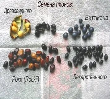 Как размножаются пионы семенами