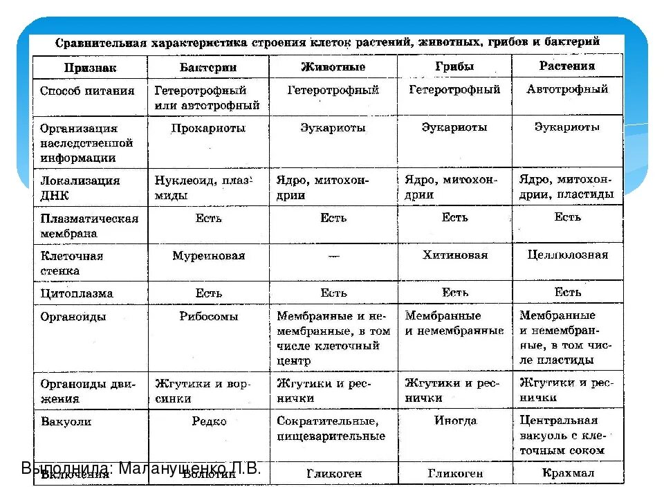 Сравнение клеток грибов растений и животных таблица. Отличие клеток растений животных и грибов таблица. Сравнение клеток бактерий растений и животных таблица. Сравнение клеток растений животных грибов и бактерий. Сходство и различие вирусов