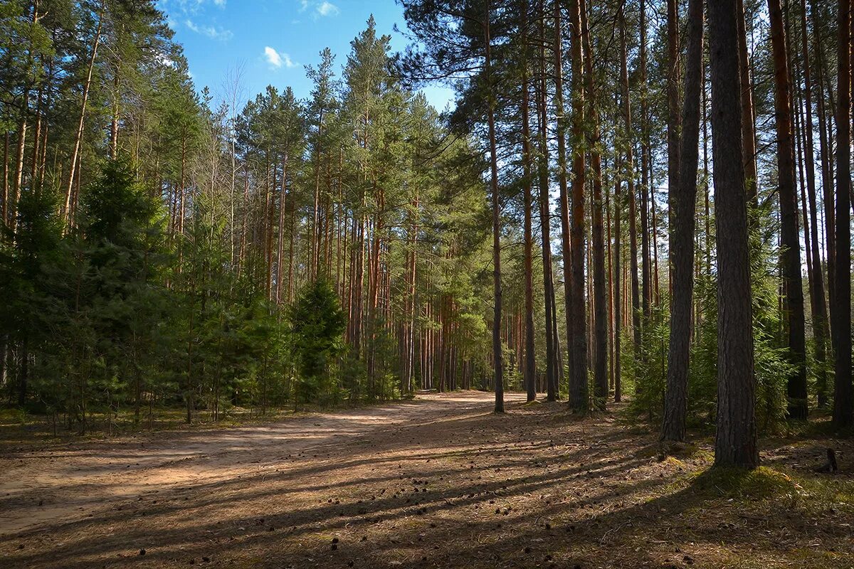 Хвойные в апреле. Новосибирск Сосновый Бор природа. Березово Сосновый лес Новосибирск. Сосновый Бор СПБ лес. Сосновый лес Хабаровск.