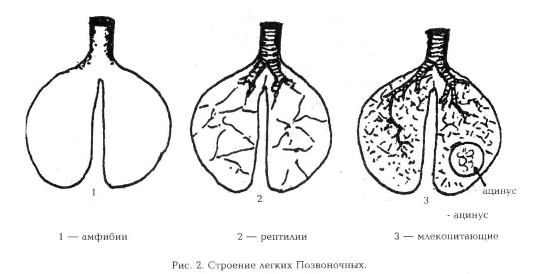 Ячеистое строение легких. Филогенез дыхательной системы позвоночных. пресмыкающиеся легкие строение. строение легких позвоночных. эволюция дыхательной системы рептилий.