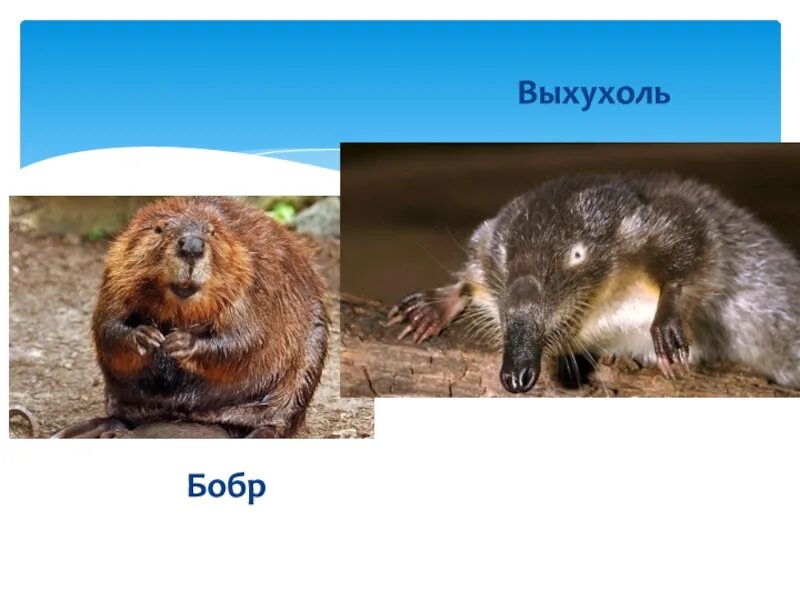 Выхухоли и бобра. Выхухоль биологический регресс. выхухоль и бобры. член выхухоли. выхухоль ребус.