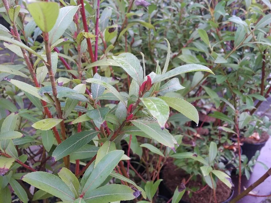 Ива тонкостолбиковая монт АСО. Salix gracilistyla 'MT ASO'. Ива тонкостолбиковая Mount ASO. Ива тонкостолбиковая Salix gracilistyla. Ива тонкостолбиковая маунт