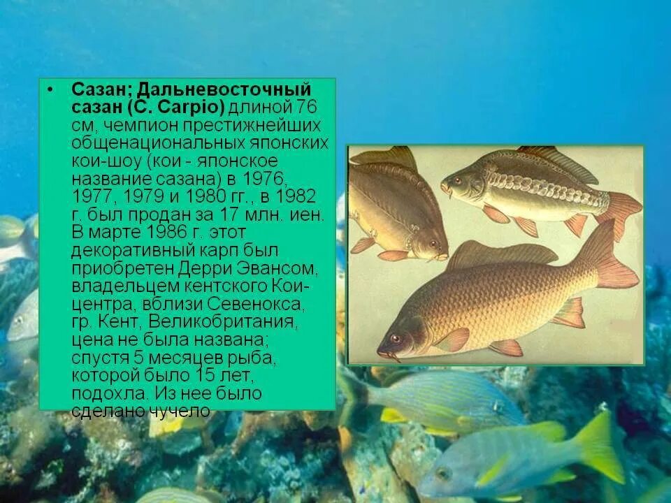 Описание рыбы. Сазан класс. Сазан презентация. Сазан доклад. Рыба карп.