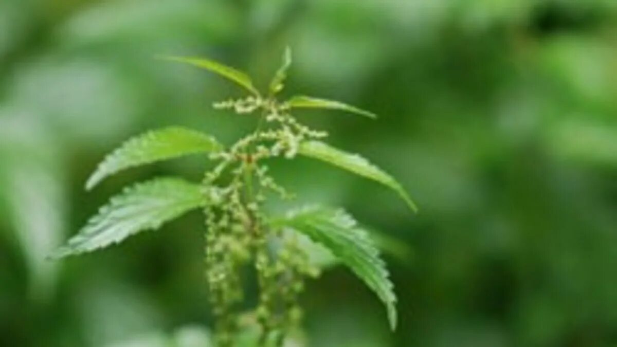 Nettle eating (поедание крапивы). Чемпионат по поеданию крапивы. Поедание крапивы в Англии.