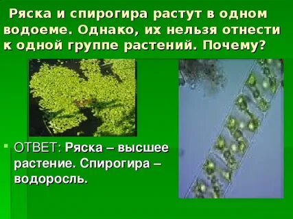 Среда обитания спирогиры
