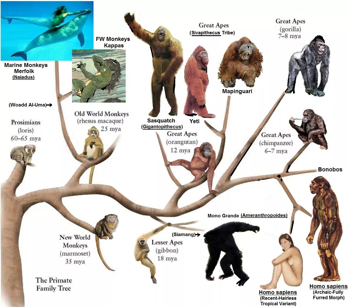 Древо эволюции хомо сапиенс. Филогенетическое Древо приматов. Эволюционное Древо приматов и человека. Филогенетическое Древо гоминид. Как появились обезьяны
