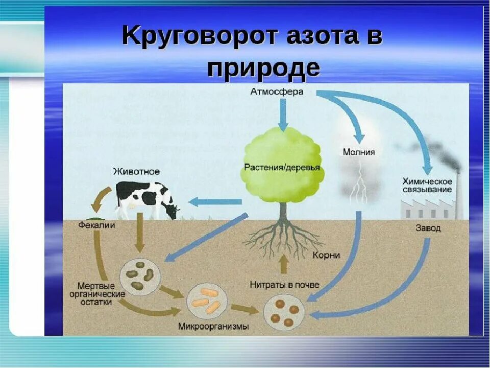 Синтез нитратов. Составьте схему круговорота азота. Схему круговорота вещества в биосфере азот. Биогенный круговорот азота. Схема круговорот азота в природе 9.