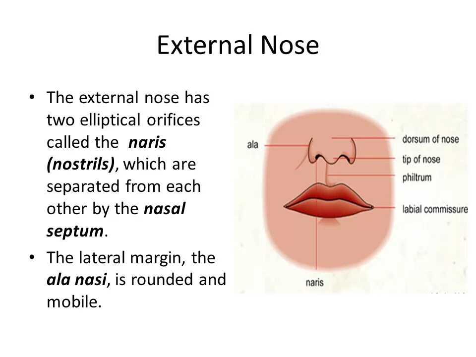 What is a nose. Ala of the nose. parts of the nose.
