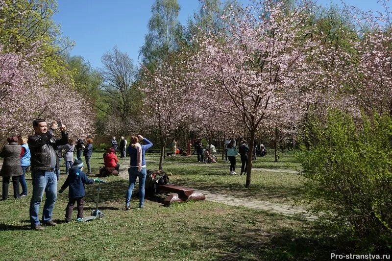 Сакура в аптекарском огороде. Бирюлевский дендропарк цветение сакуры. аптекарский огород в москве сакура. аллея сакуры дендропарк бирюлево. ботанический сад мгу сакура.